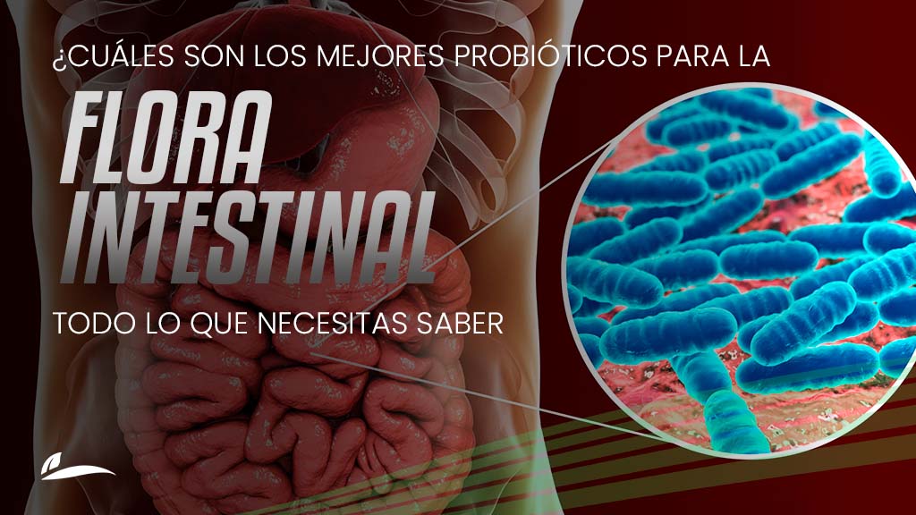 Banner Blog ¿Cuáles son los mejores probióticos para la flora intestinal? Todo lo que necesitas saber