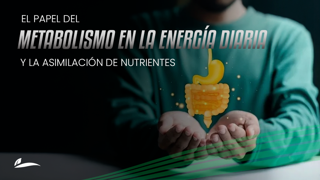 Metabolismo, energía diaria y absorción de nutrientes